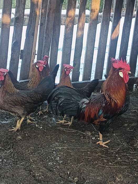 Oua de gaina italiana potarnichiu