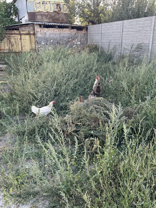 Тауықтар сатылады