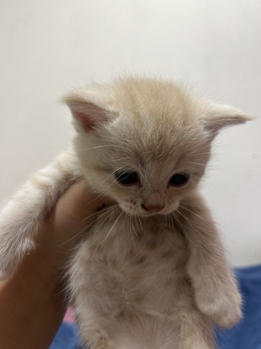 Котята шотландские