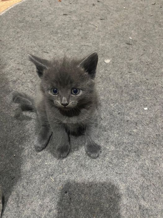 Отдам котят в добрые руки