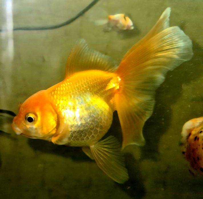 Продам золотую рыбку вуалехвост