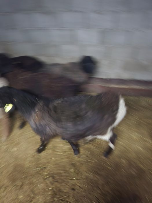 Семіз тоқтылар сатылады