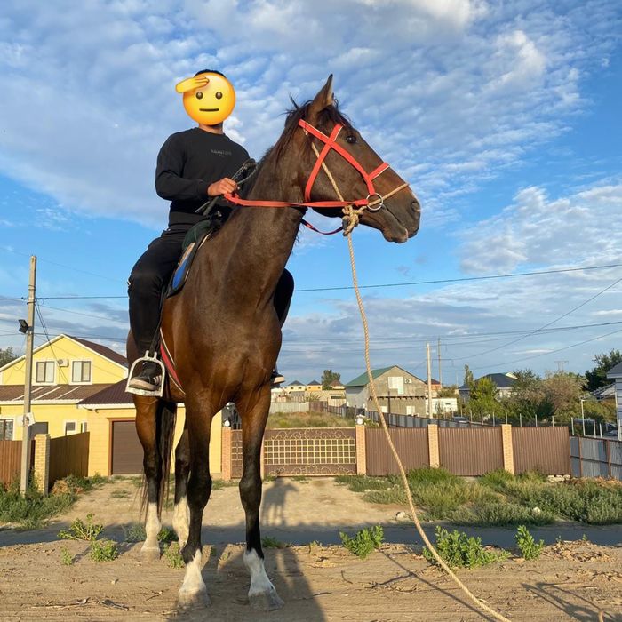 6 жасар айгыр сатылымда обмен бар