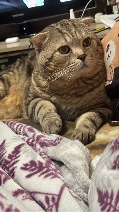 Отдам кота в добрые руки