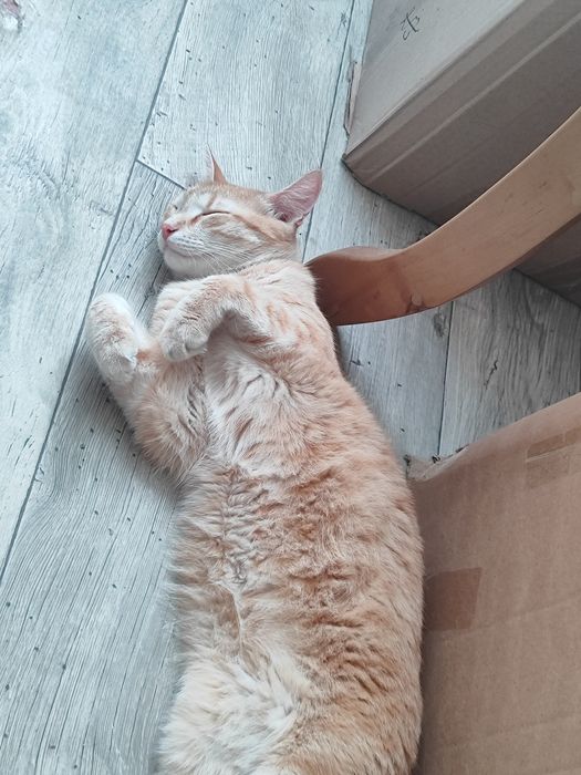 Отдам котика в добрые руки