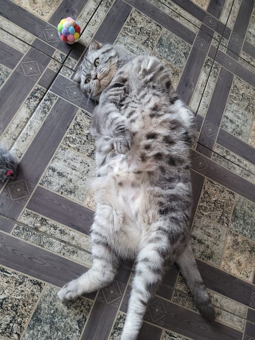 Кот в добрые руки