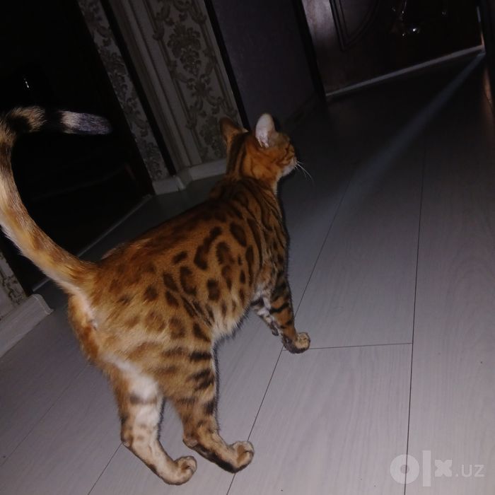 Продаётся кошка бенгал