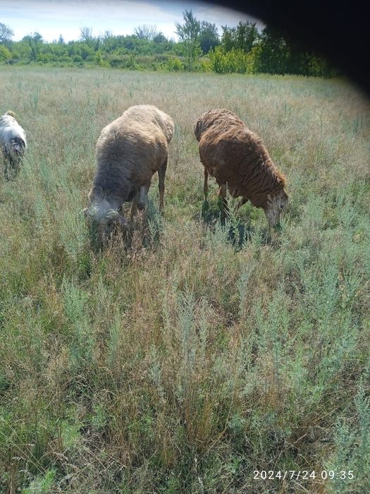Семіз Қойлар  сатылады