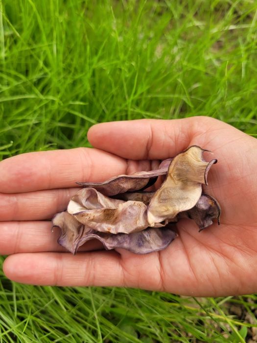 Семена вьющейся серени Долихос