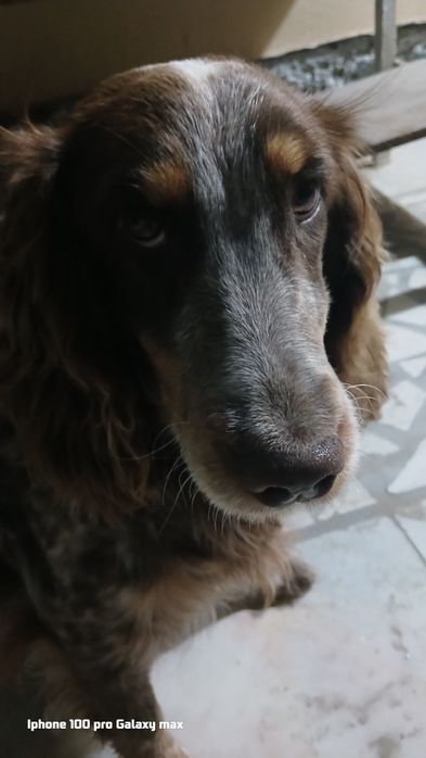 Продаю спаниель охотничий