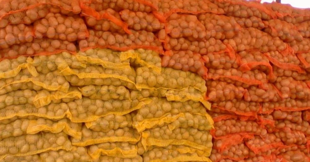 Cartofi sămânță de Olanda și România