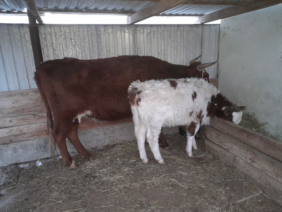 Бұзаулы сиыр сатылады