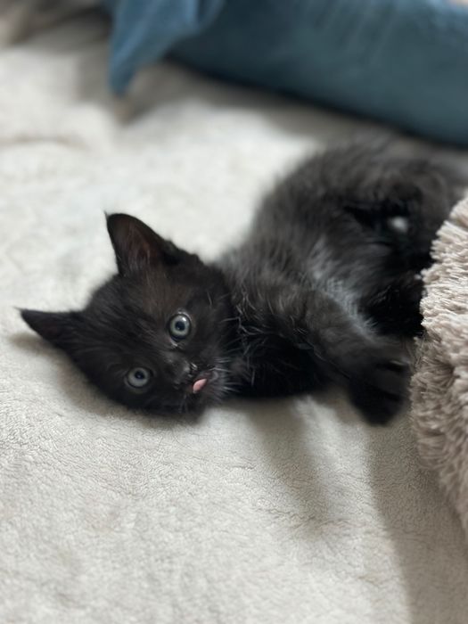 Котята шотландской кошки девочки