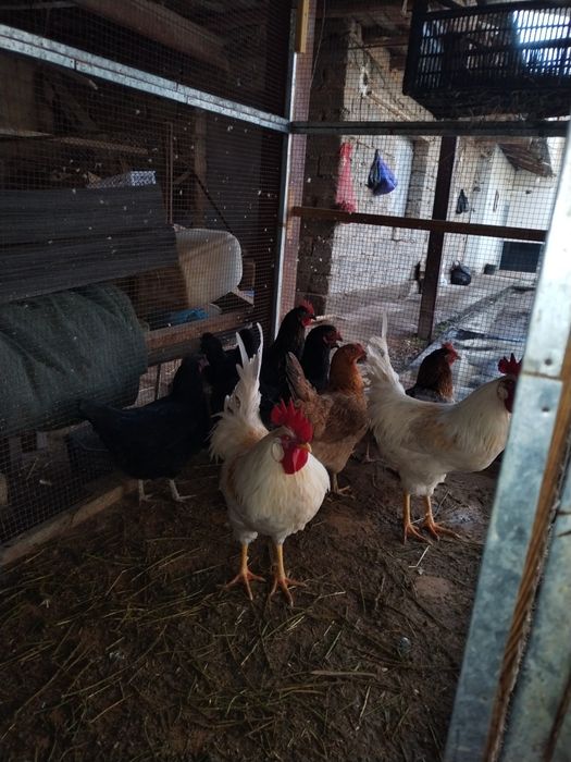 Sotlad toviqla  va xoroz sotlad soglom