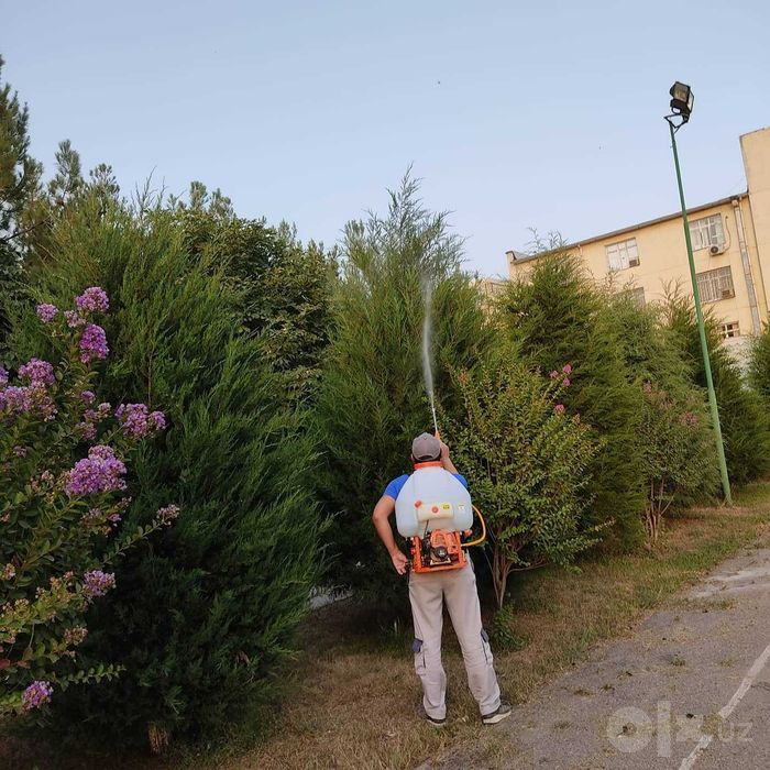 Лечение, обработка деревьев против вредителей и болезней