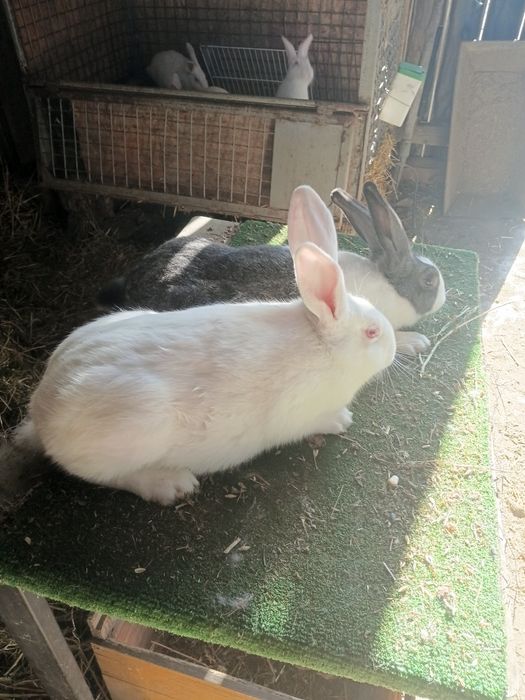 Tineret Hycole francez si Pannon