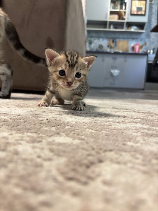 Отдам котят в хорошие руки