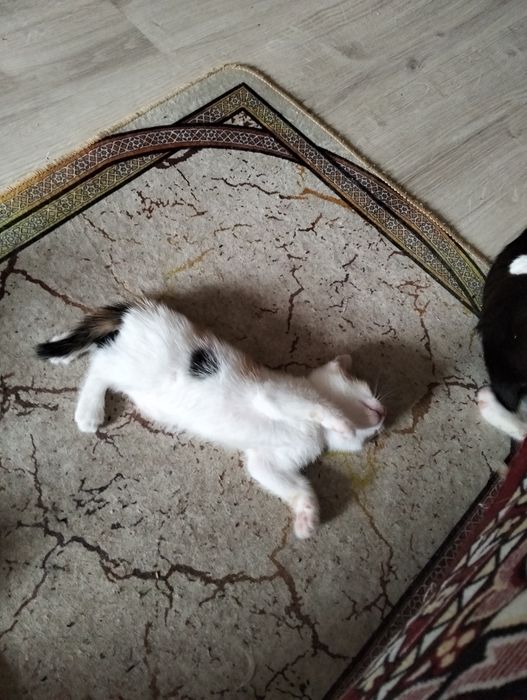 Отдам котят в добрые руки