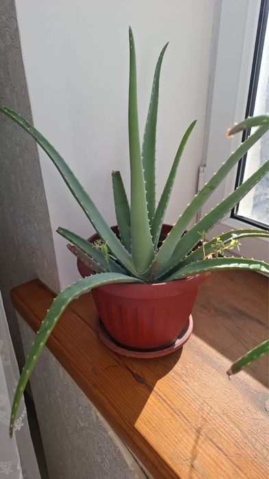 Продам алое цветы комнатный