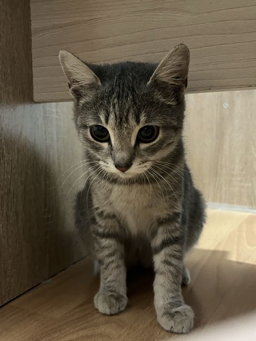 Срочно ищет дом Кошечка