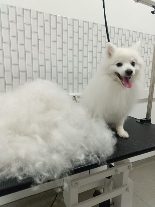 Профессиональный  груминг собак