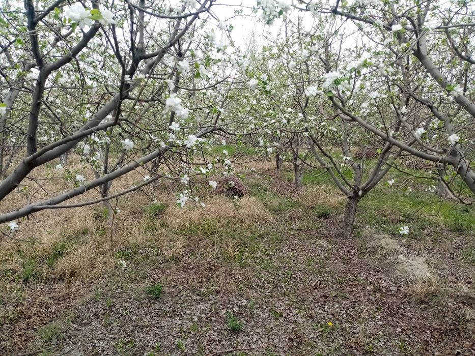Hovli sotiladi. Navbahor tumani