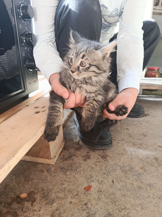 Отдам даром бесплатно