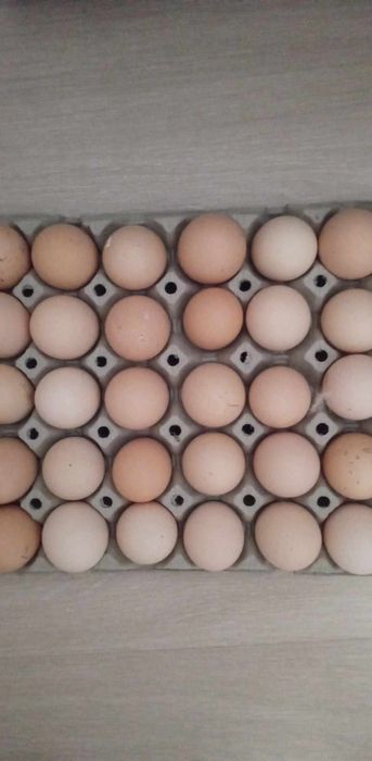 Ouă de găini brahma herminat deschis