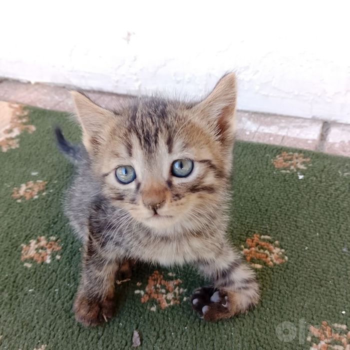 Кошка черно белый
