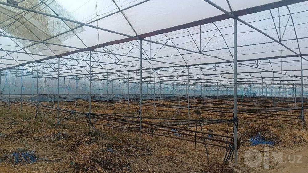 СДАЕТСЯ В АРЕНДУ ПАРНИК (ТЕПЛИЦА) — 5000 кв. г. Гулистан