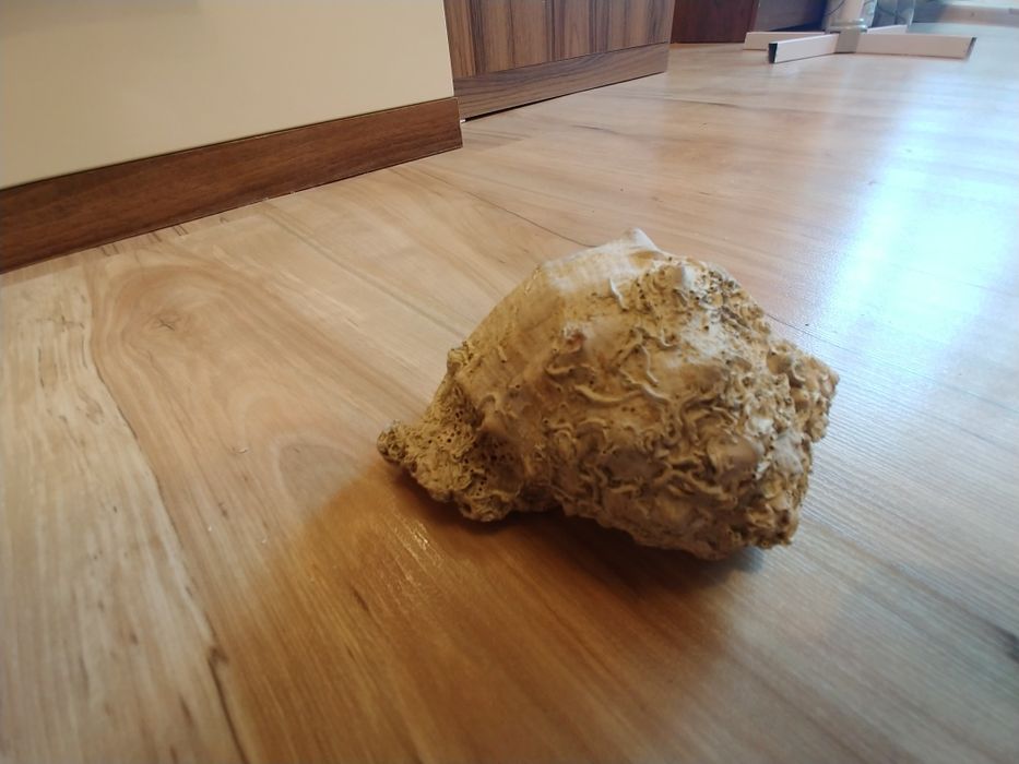 Раковина необработанная