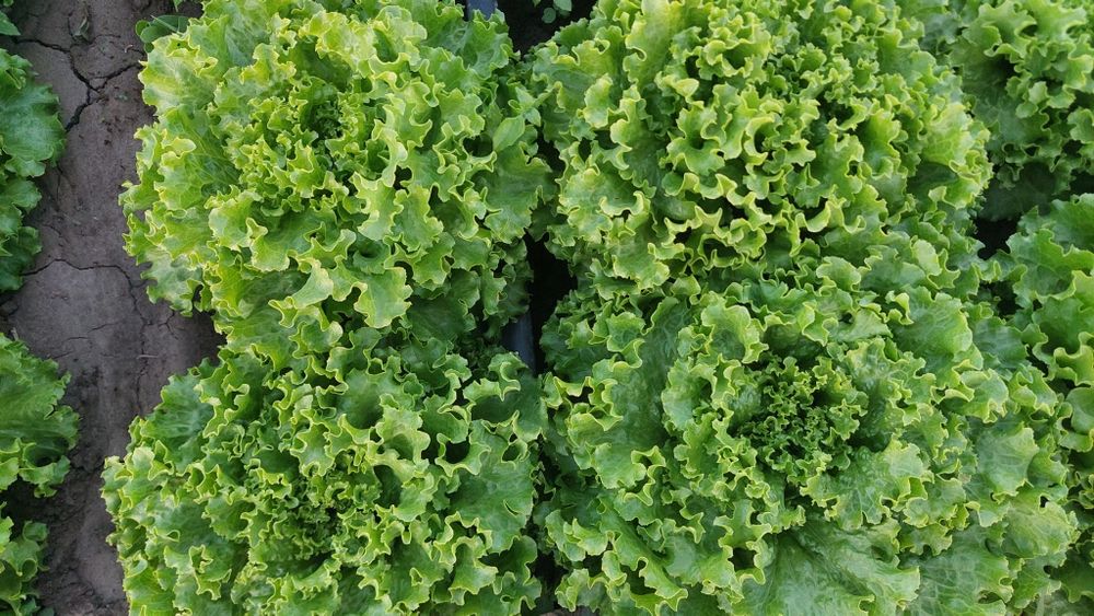 Salata verde creată