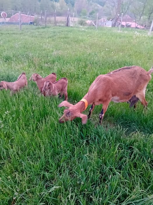 Vând iezi metis anglo nubian de prasilă