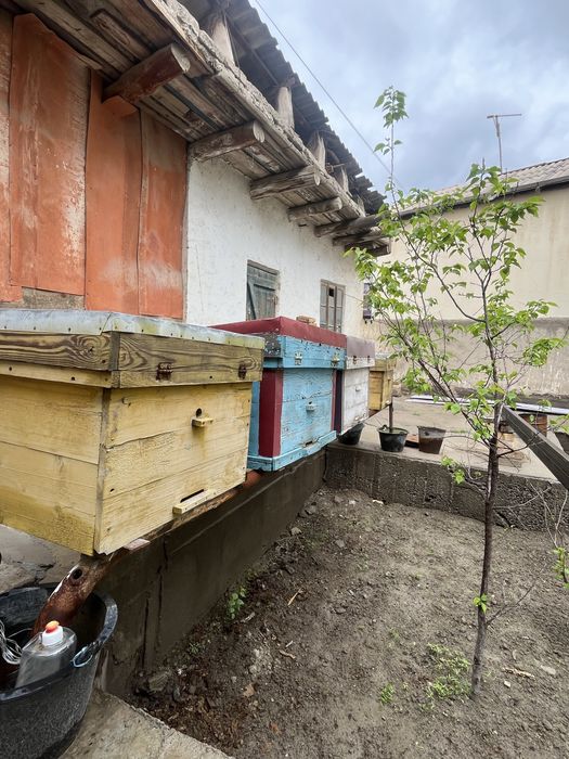 Asalari yashik va ramkalari sotiladi