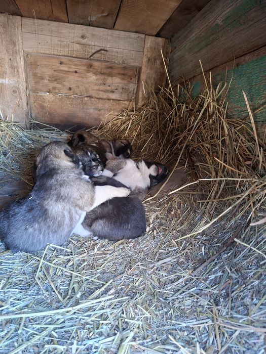 Щенки породы Лайка