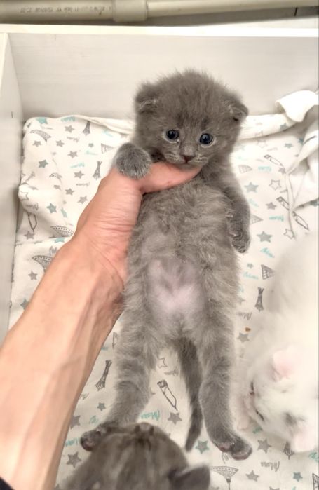 Шотлански висалухий