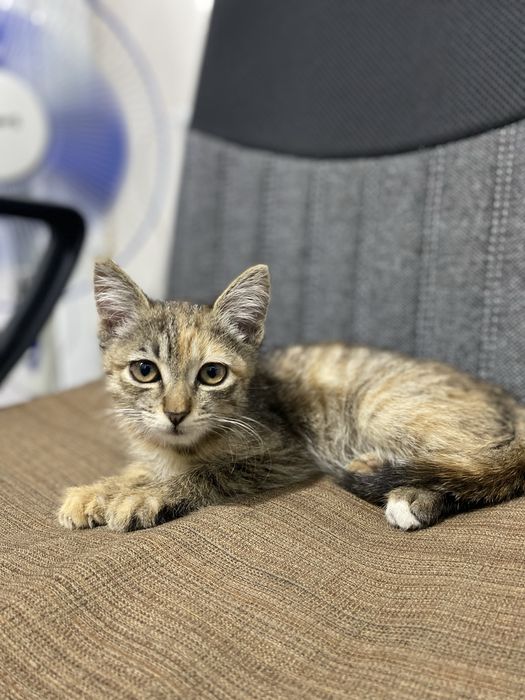 Котенок девочка стерелизуем