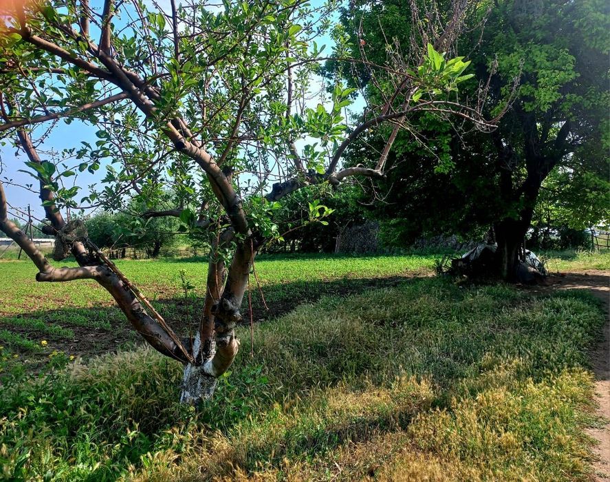 Uchastka sotiladi Buka tuman Bo’ston xojaligi
