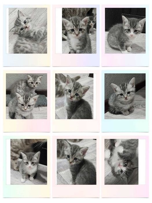 Продам породистых котят.