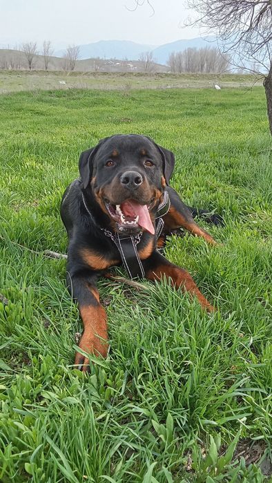 Ротвейлер на вязку