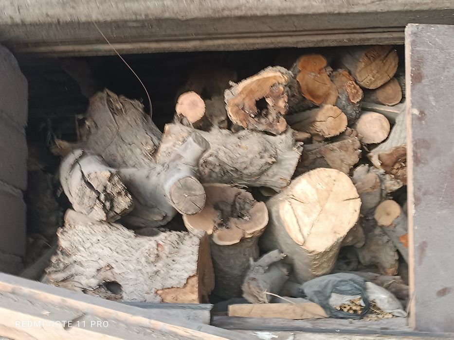 To'mor katta otin bor sotiladi