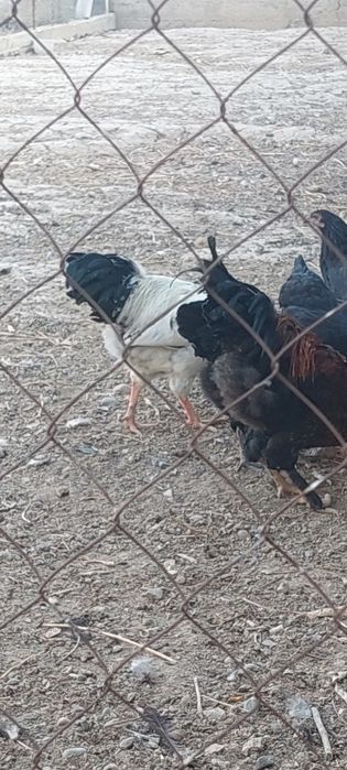 Куры домашние срочно