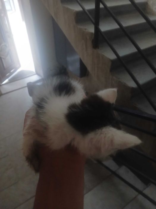 Отдам котёнка в надёжные руки
