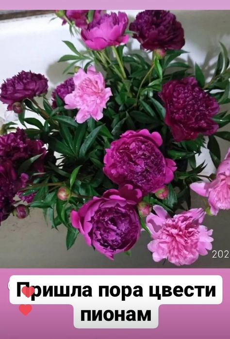 Продам пионы. Алоэ.