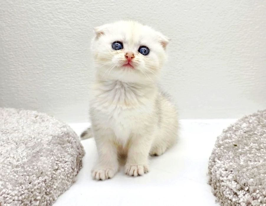 Кошечка ШотландСкая #