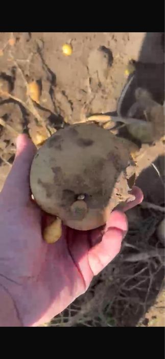 Коломбо сорт картофель
