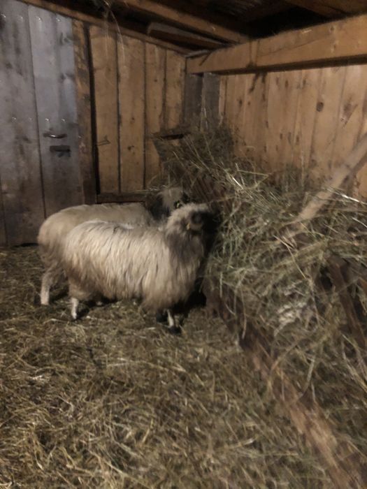 Vând 10 oi petrosani breze