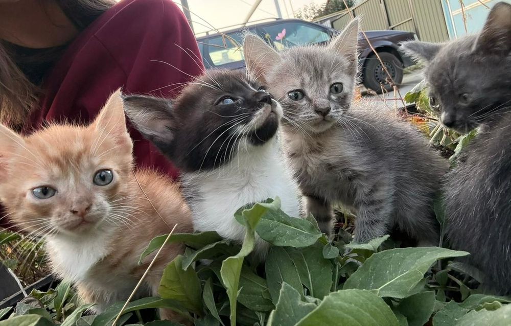 котята в добрые руки
