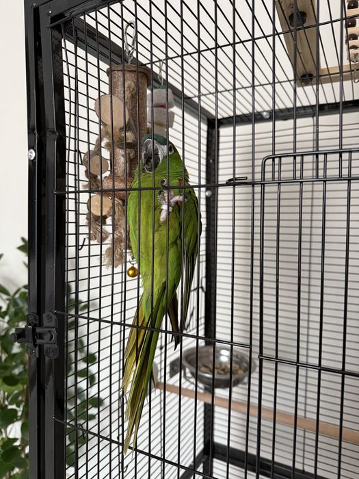 Коштанаволобый Ара