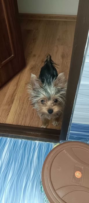 пропала собака Йорк 7 месяцев, девочка